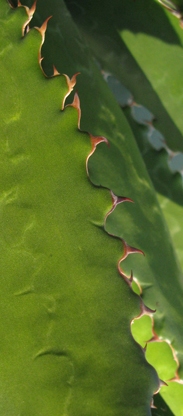 Marge d'Agave horrida