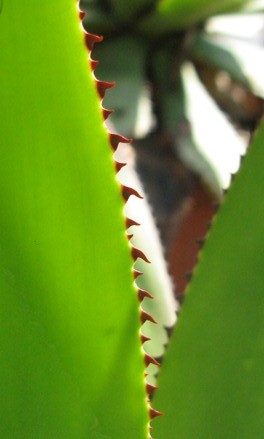 Marge d'Agave obscura