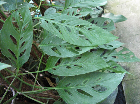 Pépinière Palmaris Monstera acacogayensis