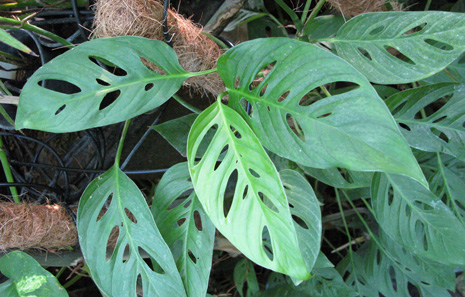 Pépinière Palmaris Monstera acacogayensis