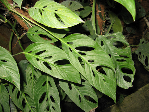 Pépinière Palmaris Monstera acacogayensis