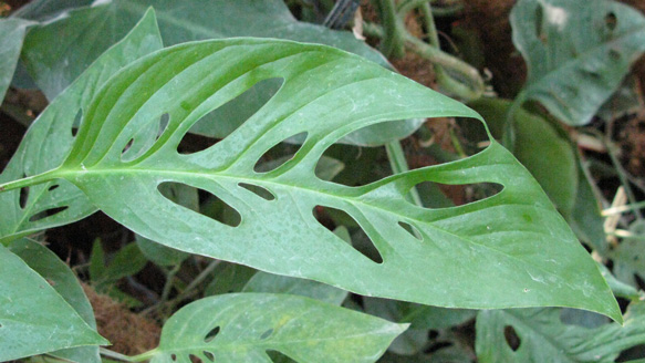 Pépinière Palmaris Monstera acacogayensis