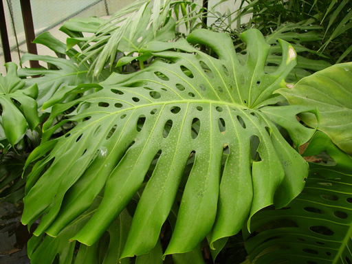 Pépinière Palmaris Monstera deliciosa