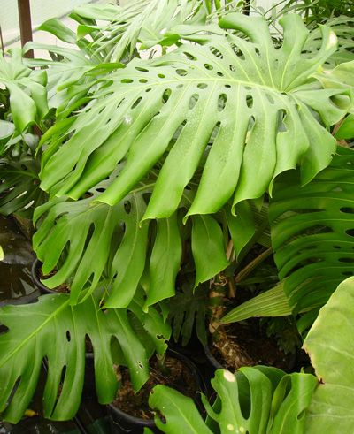 Pépinière Palmaris Monstera deliciosa