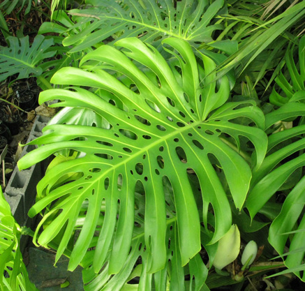 Pépinière Palmaris Monstera deliciosa