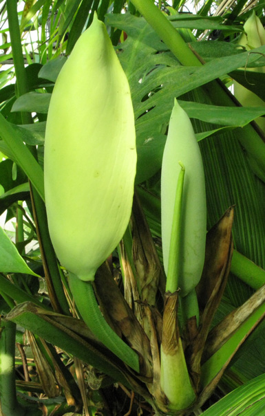 Pépinière Palmaris Monstera deliciosa