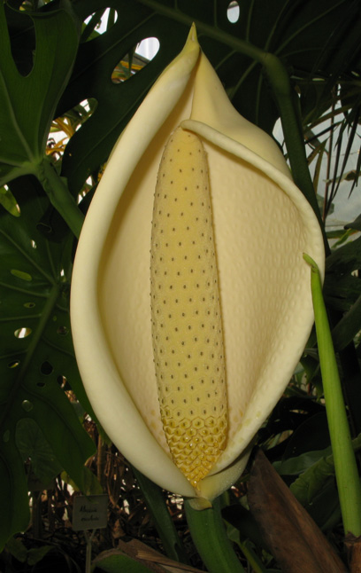 Pépinière Palmaris Monstera deliciosa