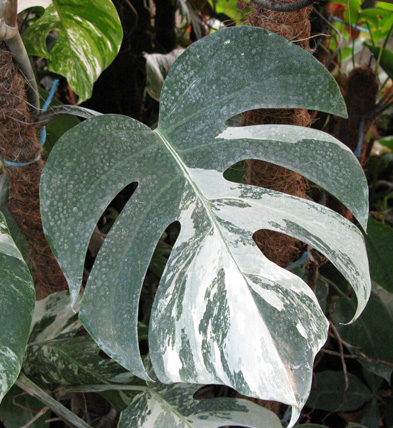 Pépinière Palmaris Monstera deliciosa variegata