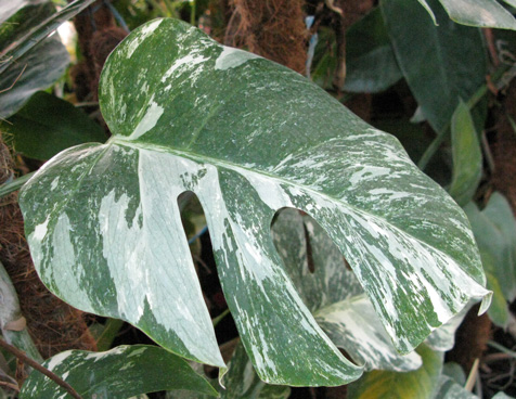 Pépinière Palmaris Monstera deliciosa variegata