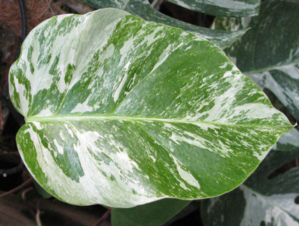 Pépinière Palmaris Monstera deliciosa variegata