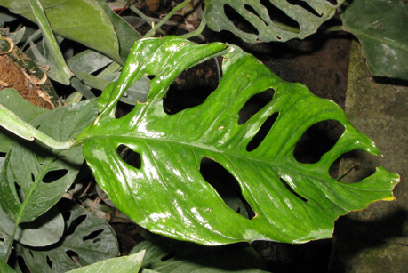 Pépinière Palmaris Monstera obliqua