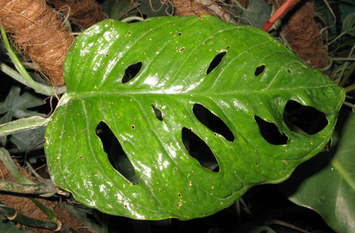 Pépinière Palmaris Monstera obliqua