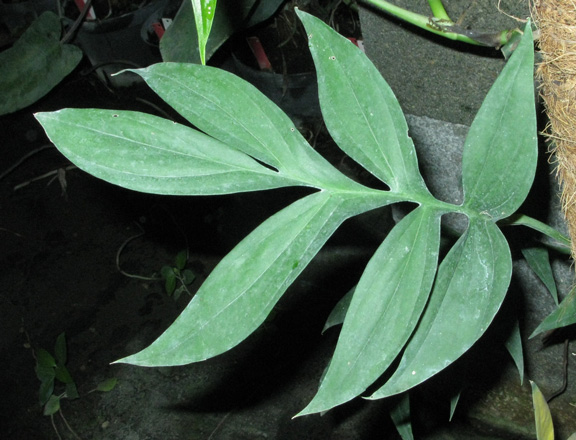 Pépinière Palmaris Monstera subpinnata