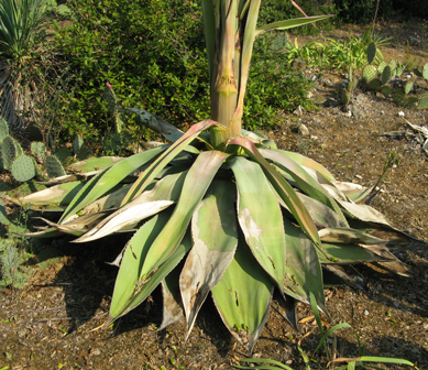 Agave atrovirens mourante