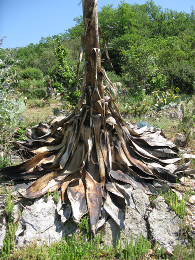 Agave atrovirens morte après floraison