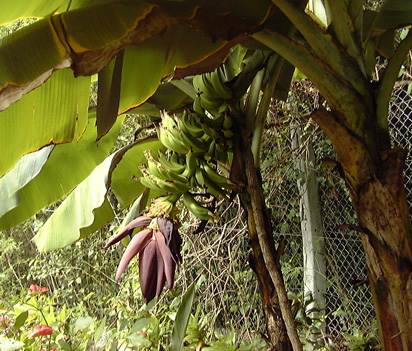Pépinière Palmaris Musa acuminata Dwarf Cavensish