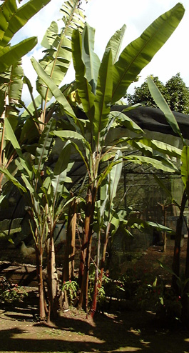 Pépinière Palmaris Musa cheesmanii
