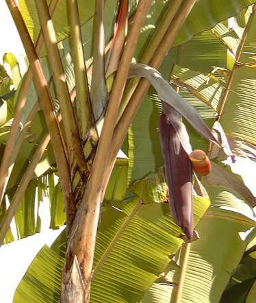 Pépinière Palmaris Musa cheesmanii