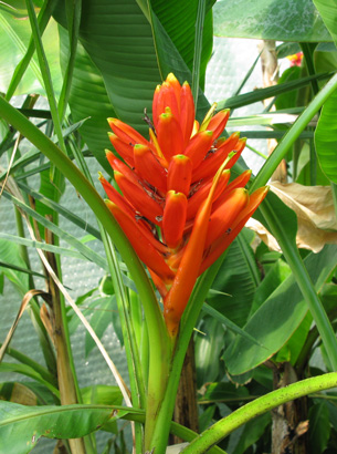Pépinière Palmaris Musa coccinea