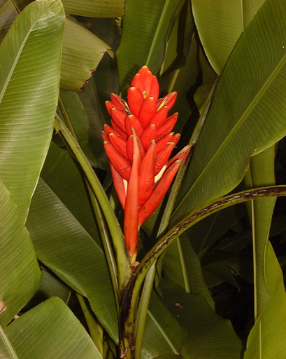Pépinière Palmaris Musa coccinea