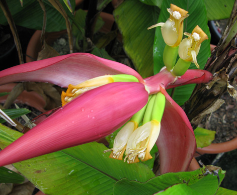 Pépinière Palmaris Musa mannii
