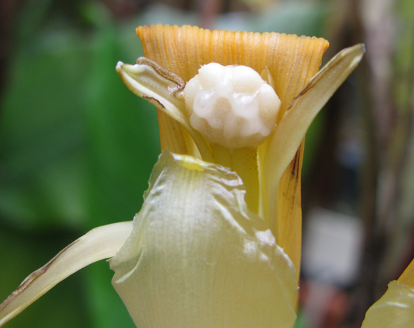 Pépinière Palmaris Musa mannii