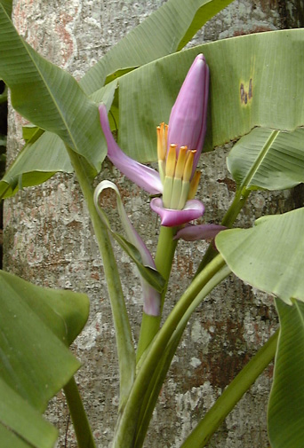 Pépinière Palmaris Musa ornata