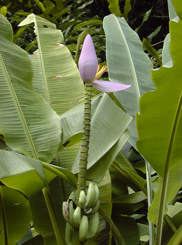 Pépinière Palmaris Musa ornata