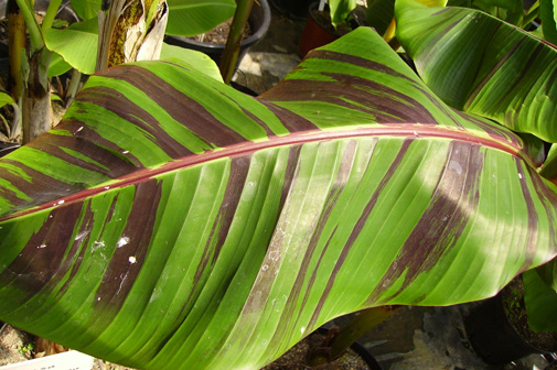 Pépinière Palmaris Musa sikkimensis "Red tiger"