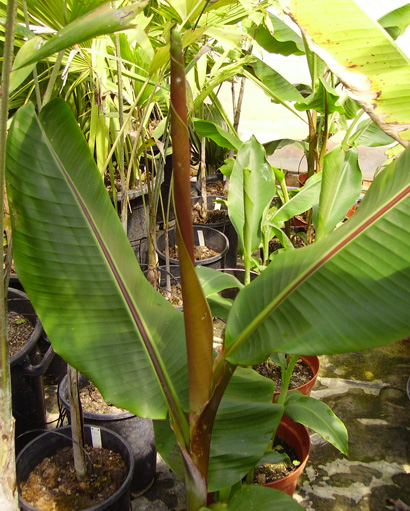 Pépinière Palmaris Musa sikkimensis vert