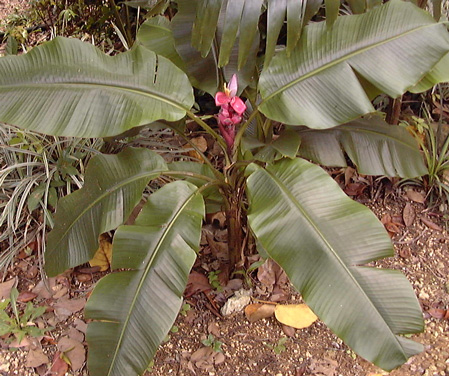 Pépinière Palmaris Musa velutina