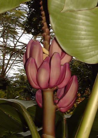 Pépinière Palmaris Musa velutina