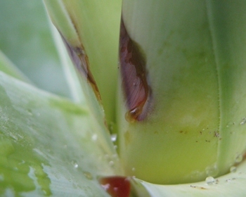 Pépinière Palmaris Phytophthora sur Agave attenuata