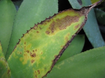 Pépinière Palmaris Attaque fongique sur Agave cundinamarcensis