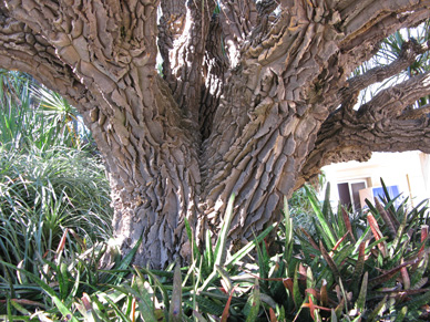 Pépinière Palmaris Nolina longifolia 