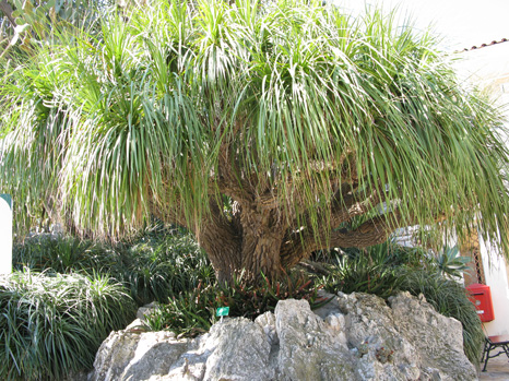 Pépinière Palmaris Nolina longifolia 