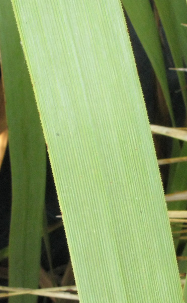 Pépinière Palmaris Nolina longifolia 