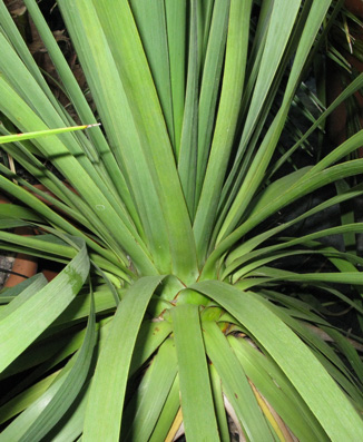 Pépinière Palmaris Nolina longifolia 