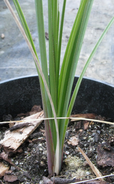 Pépinière Palmaris Nolina parviflora