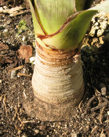 Pépinière Palmaris Nolina recurvata