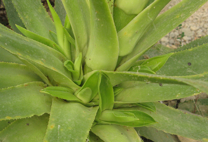 Oeilletons d'Agave X guemensis