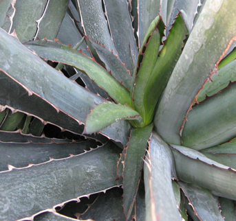 Oeilleton d'Agave xylonacantha