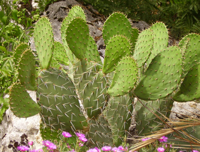 Pépinière Palmaris Opuntia engelmannii f. alta