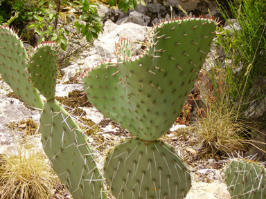 Pépinière Palmaris Opuntia phaeacantha angustata