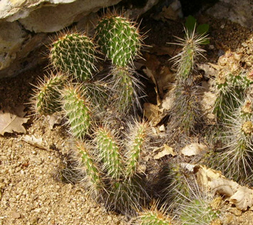 Pépinière Palmaris Opuntia cymochila Bernalillo