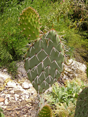 Pépinière Palmaris Opuntia cymochila Garza