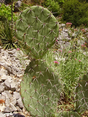 Pépinière Palmaris Opuntia engelmannii f. discata