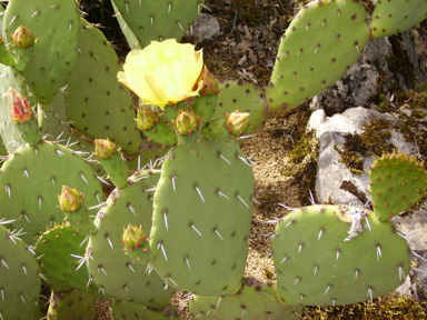 Pépinière Palmaris Opuntia gregoriana