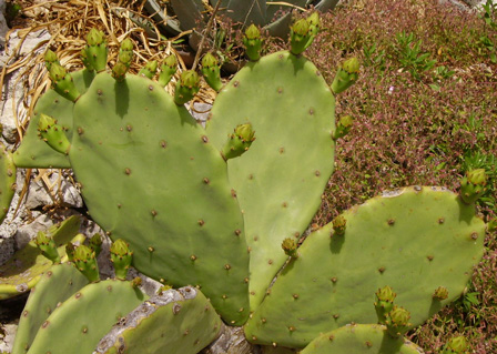 Pépinière Palmaris Opuntia inermis