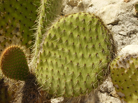 Pépinière Palmaris Opuntia leucotricha 